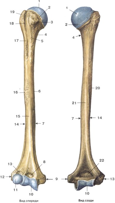 Humerus анатомия