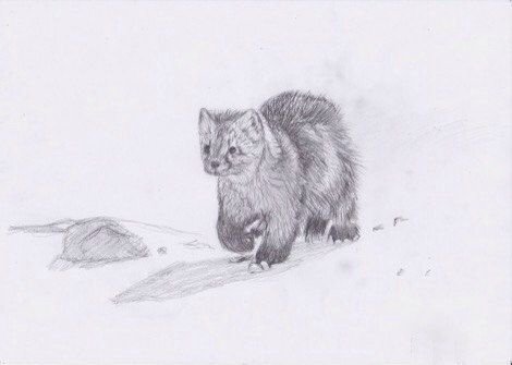 Нарисовать соболя
