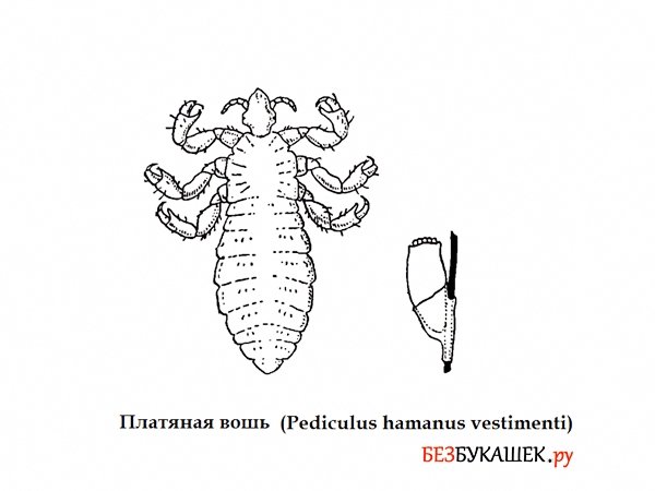 Платяная вошь рисунок строение