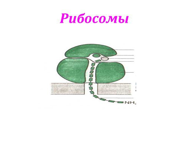 Рибосома растительной клетки рисунок
