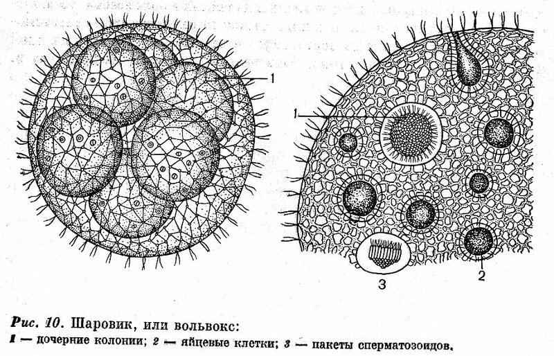 Колония вольвокса строение