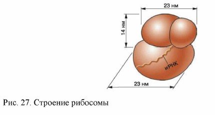Рибосомы субъединицы рибосом