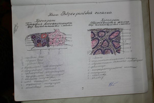 Тетрадь по гистологии