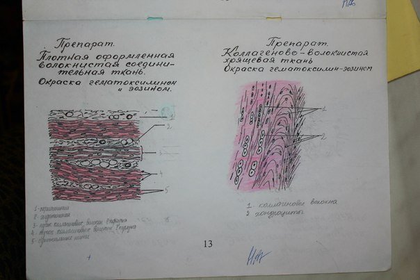 Альбом по гистологии
