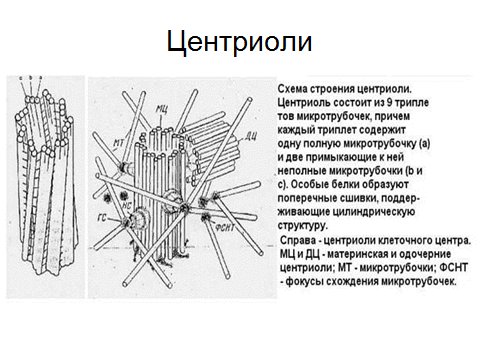 Центриоли в клетке