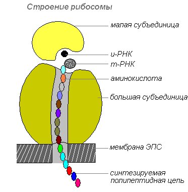Строение рибосомы 10 класс