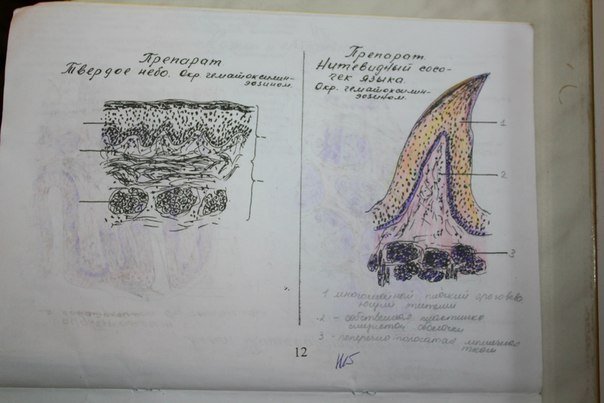 Рисунки по гистологии для альбома