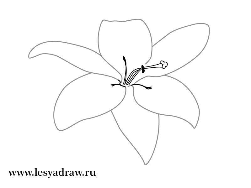 Рисунки цветов карандашом