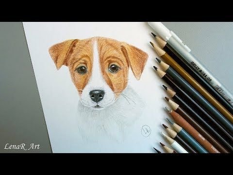 Срисовка пса Джек Рассел