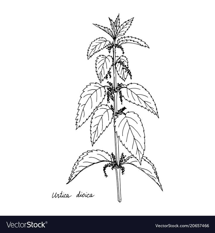 Крапива двудомная (Urtica dioica)