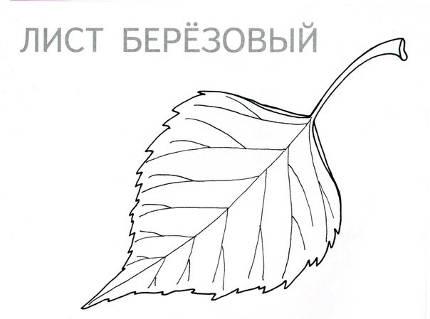 Березовый лист раскраска