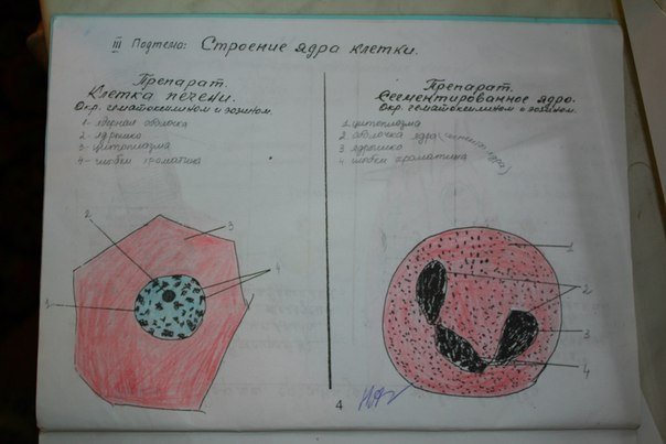 Рисунки по гистологии