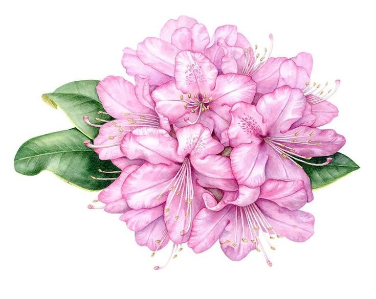Рододендрон акварель