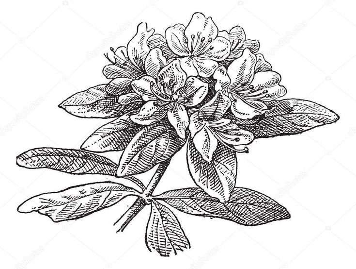 Рододендрон вектор
