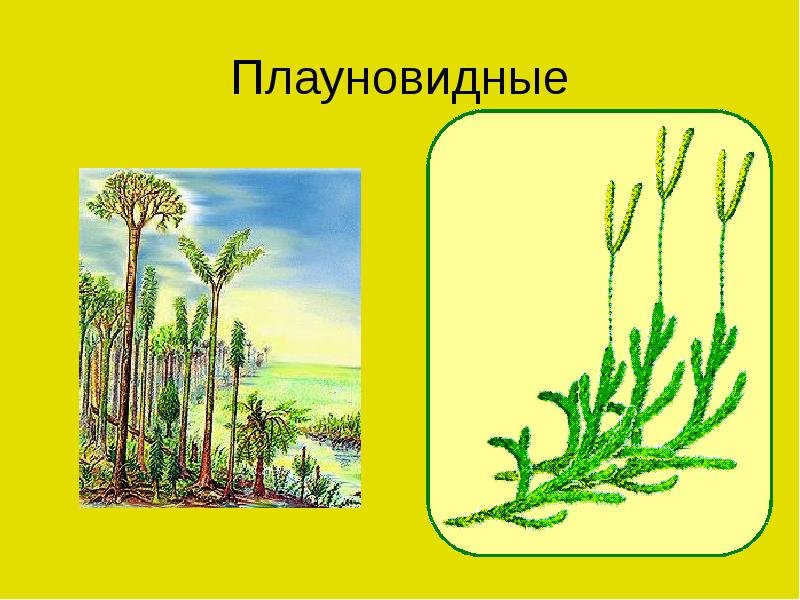 Плауновидные