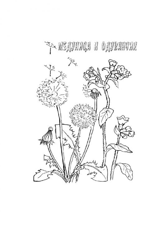 Лекарственные растения раскраска для детей
