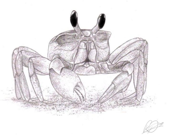 Краб эскиз