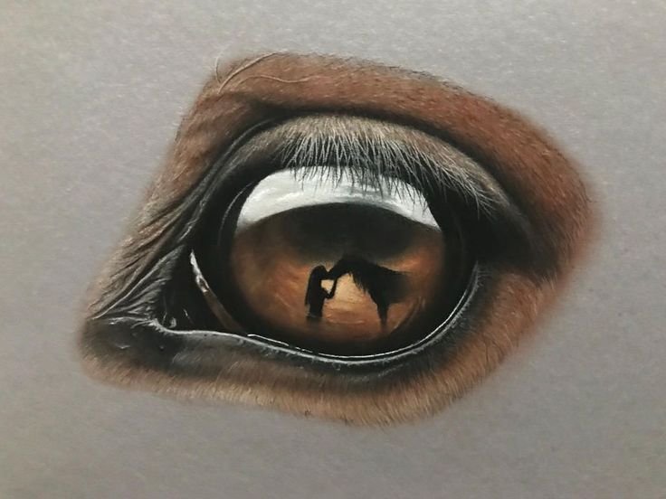 Глаз лошади