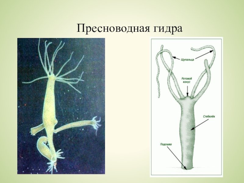 Гидра Пресноводная биология полип