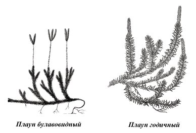 Гаметофит плауна булавовидного