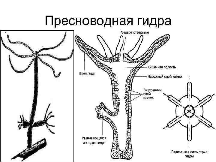 Гидра Пресноводная биология полип