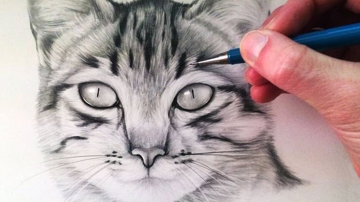 Рисунки котов карандашом