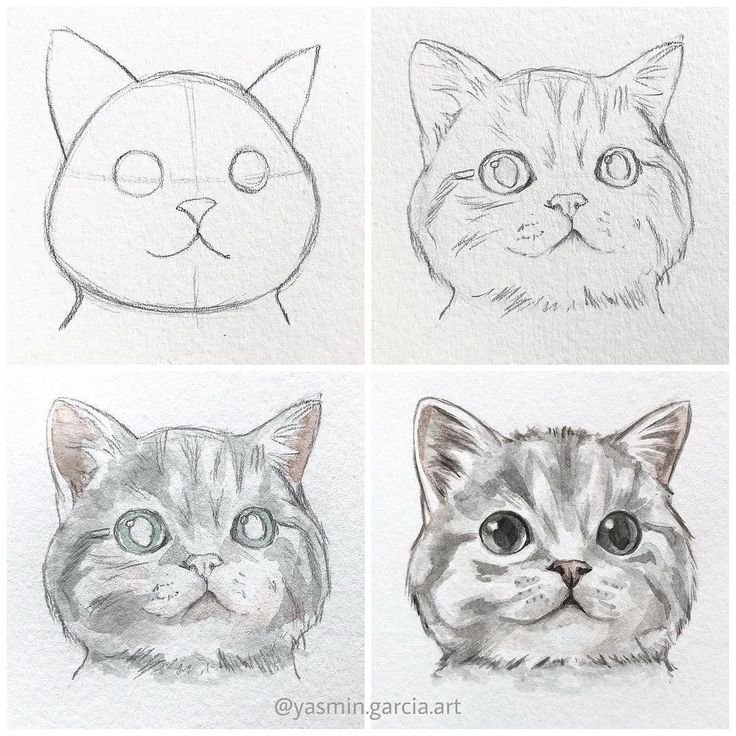 Нарисовать кота поэтапно
