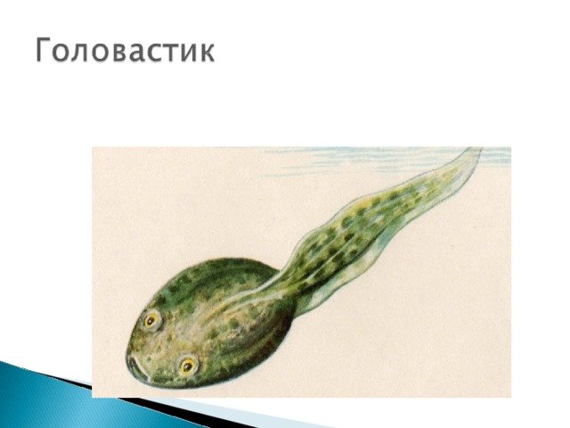 Головастик рисунок
