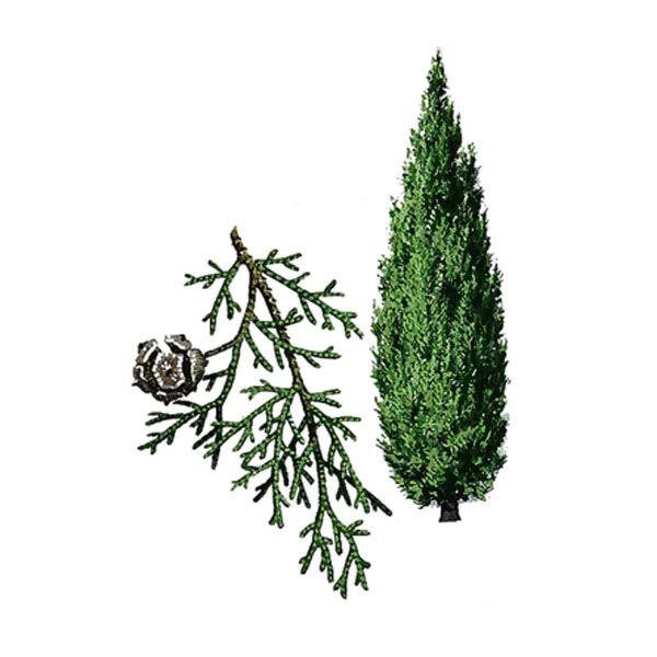 Кипарис вечнозеленый (Cupressus sempervirens)