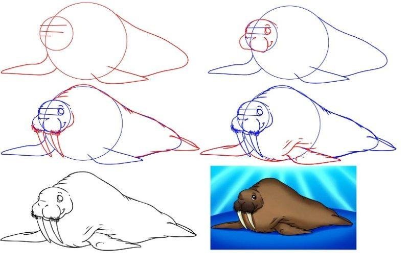 Как рисовать моржа