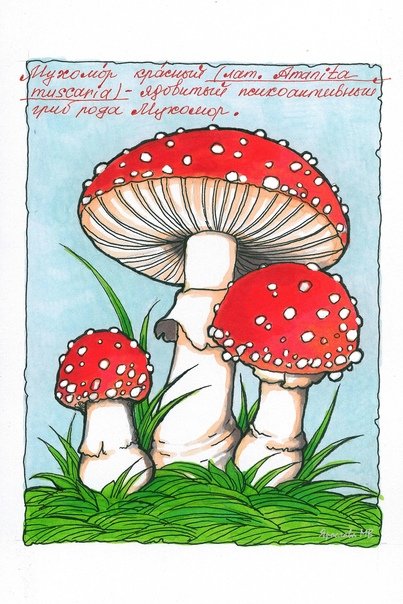 Мухомор рисунок