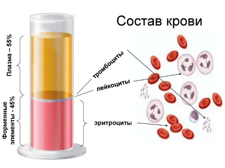Состав плазмы крови рисунок