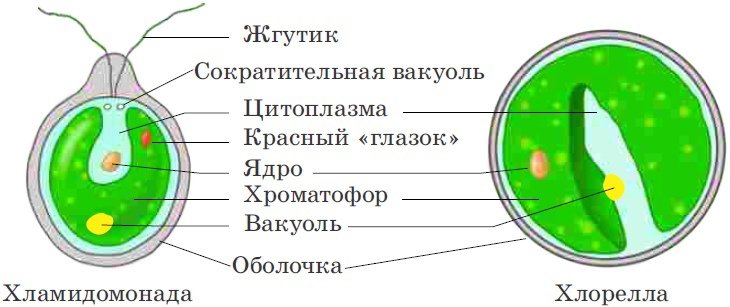 Строение одноклеточной водоросли хлореллы рисунок