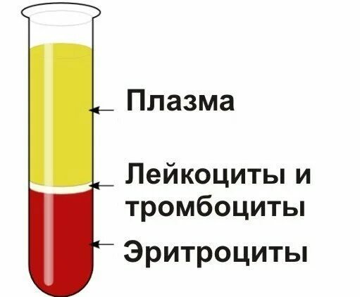 Как выглядит плазма крови