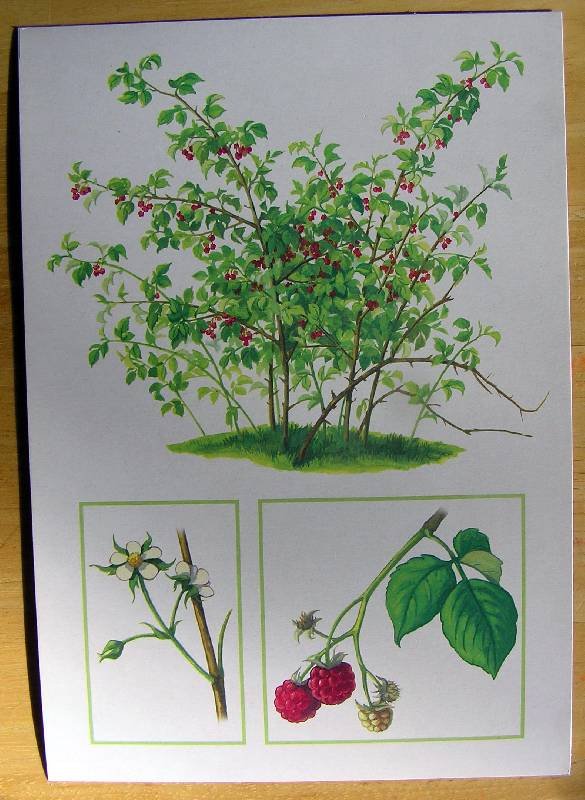 Кустарник шиповник малина