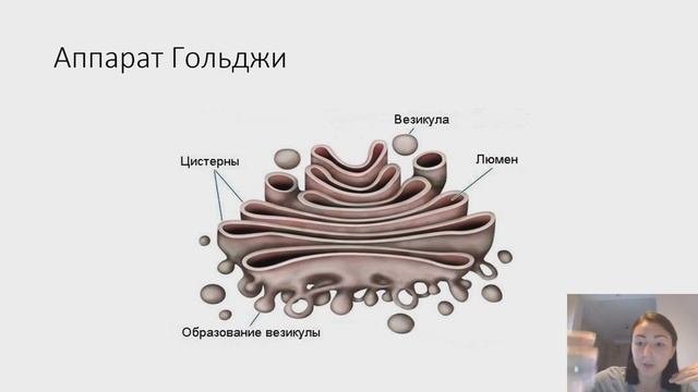 Строение аппарата Ходжи