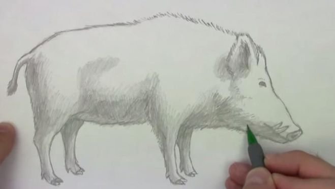 Рисунок кабана для срисовки