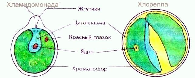 Хлорелла строение клетки рисунок