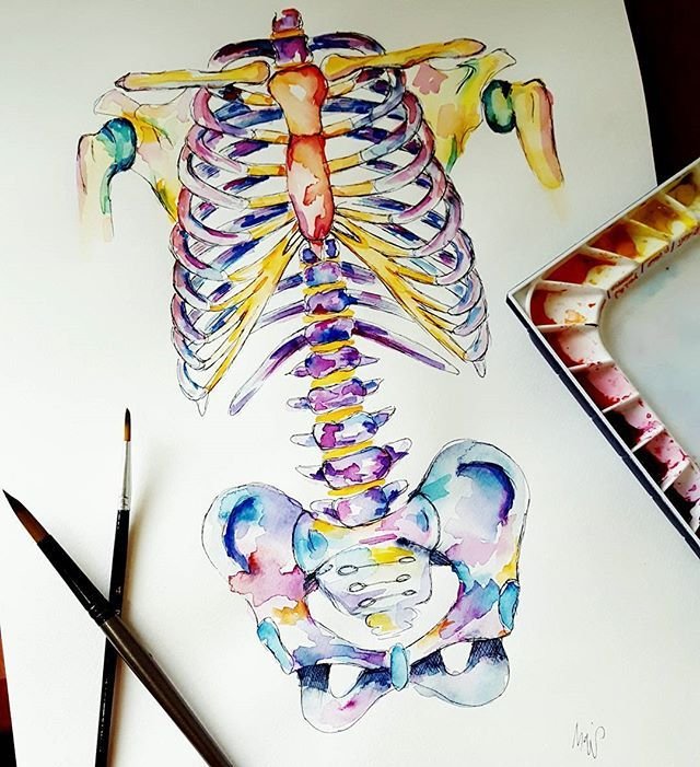 Позвоночник рисовать