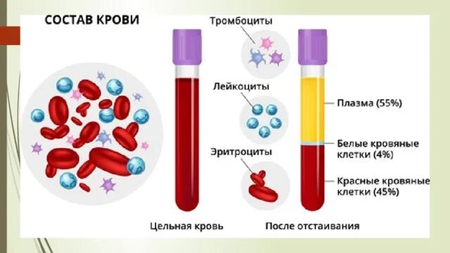 Состав плазмы крови 8 класс биология