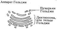 Аппарат Гольджи эукариотической клетки
