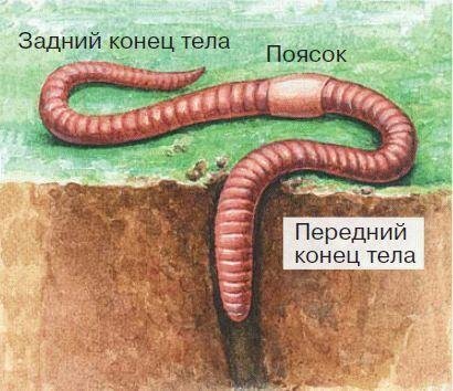 Дождевой червь рисунок