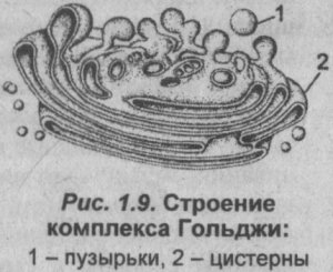 Схема строения аппарата Гольджи