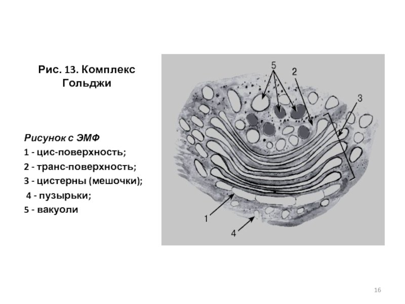 Цистерны комплекса Гольджи