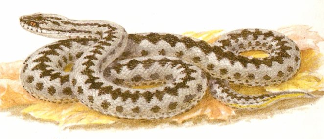 Гадюка Никольского (Vipera nikolskii)