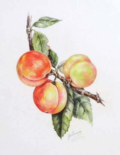 Персик акварелью