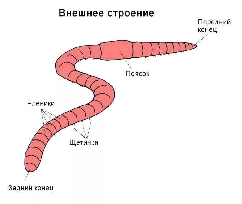 Схема дождевого червя
