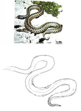 Гадюка Никольского (Vipera nikolskii)