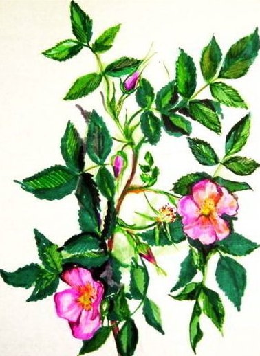 Шиповник рисунок