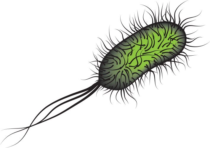 Salmonella typhi рисунок
